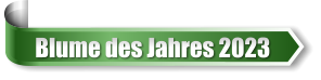 Blume des Jahres 2023