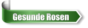 Gesunde Rosen